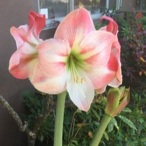 Meet your Posher, Edith